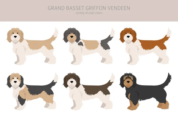 Grand Basset Griffon Vendeen Clipart Posate Diverse Colori Del Cappotto — Vettoriale Stock