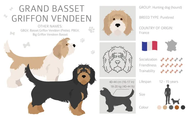Grand Basset Griffon Vendeen Clipart Distintas Poses Colores Del Abrigo — Archivo Imágenes Vectoriales