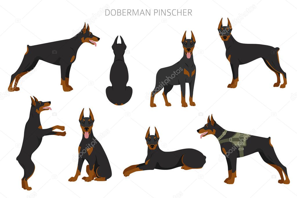 Doberman pinscher dogs clipart. Different poses, coat colors set.  Vector illustration