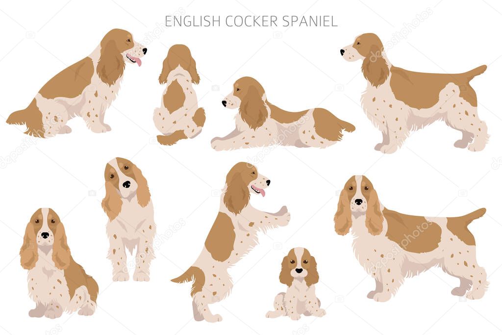 English cocker spaniel clipart. Different poses, coat colors set.  Vector illustration