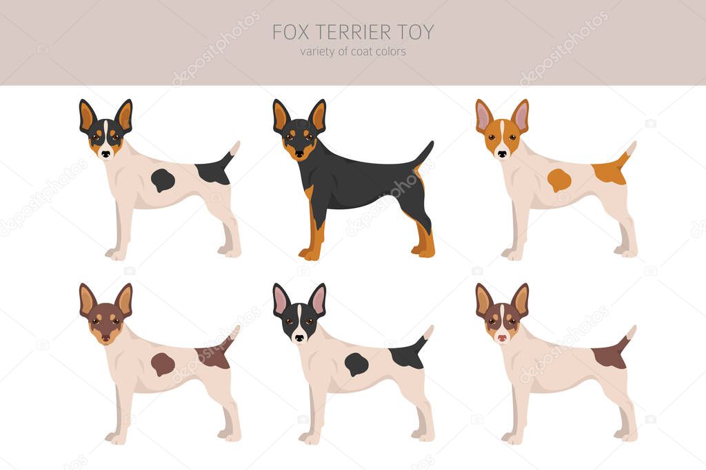 Fox terrier toy clipart. Different poses, coat colors set.  Vector illustration