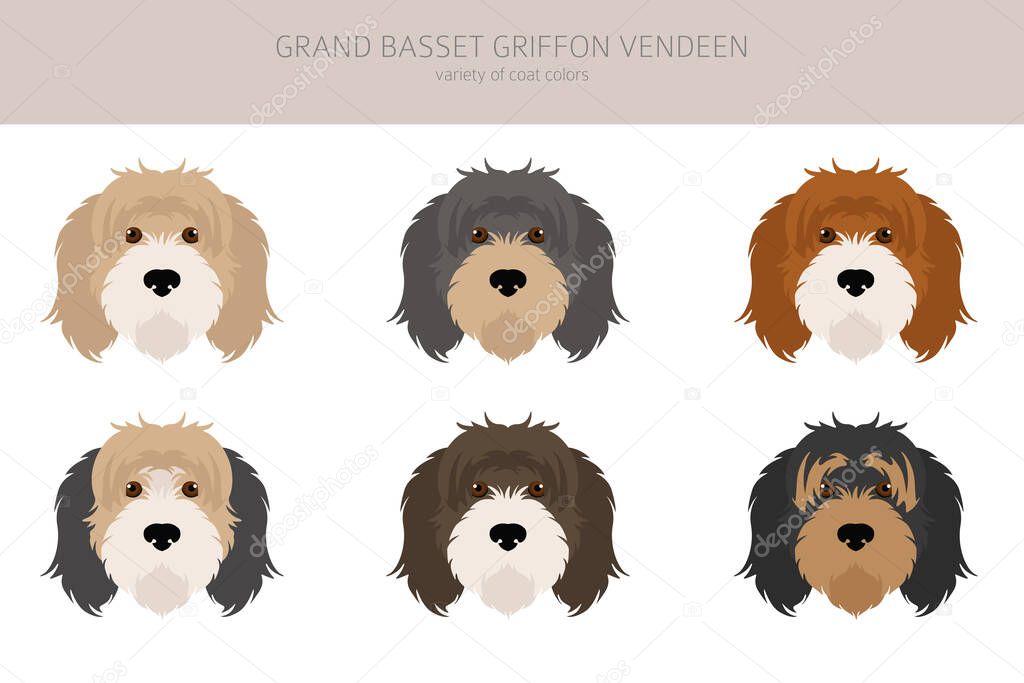 Grand basset griffon vendeen clipart. Different poses, coat colors set.  Vector illustration