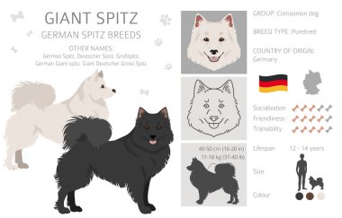 Alman Spitz, Dev Spitz Clipart. Farklı pozlar, farklı renkler. Vektör illüstrasyonu
