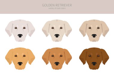 Golden retriever köpekleri farklı pozlarda ve palto renkleri klitoris. Vektör illüstrasyonu