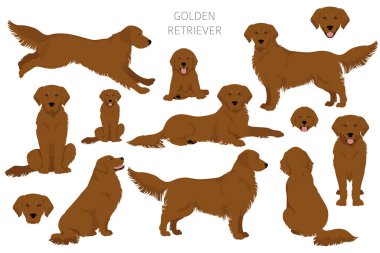 Golden retriever köpekleri farklı pozlarda ve palto renkleri klitoris. Vektör illüstrasyonu