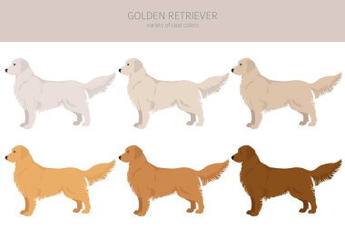 Golden retriever köpekleri farklı pozlarda ve palto renkleri klitoris. Vektör illüstrasyonu