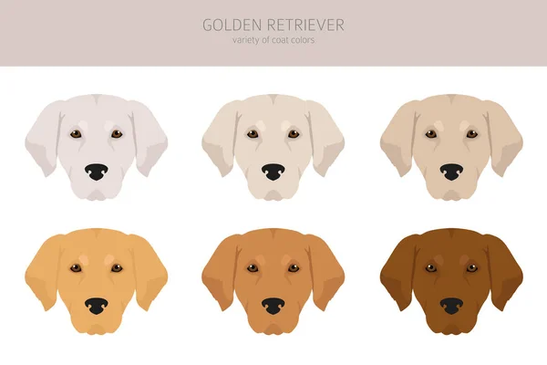 Golden Retriever Cani Diverse Pose Cappotto Clipart Colori Illustrazione Vettoriale — Vettoriale Stock