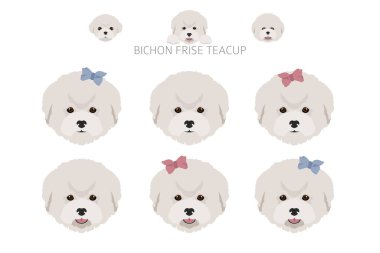Bichon frise Teacup klibi. Farklı ceket renkleri ve pozlar. Vektör illüstrasyonu
