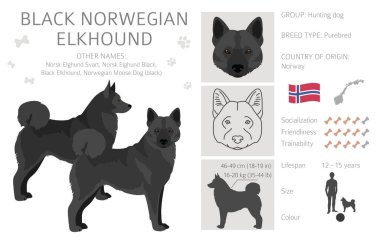 Siyah Norveç Elkhound Clipart 'ı. Farklı ceket renkleri ve pozlar. Vektör illüstrasyonu