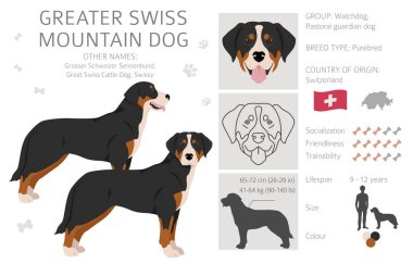 Daha büyük bir İsviçre dağ köpeği tırnağı. Farklı pozlar, farklı renkler. Vektör illüstrasyonu