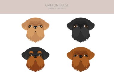 Griffon Belge klipsi. Farklı pozlar, farklı renkler. Vektör illüstrasyonu