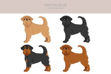 Griffon Belge klipsi. Farklı pozlar, farklı renkler. Vektör illüstrasyonu