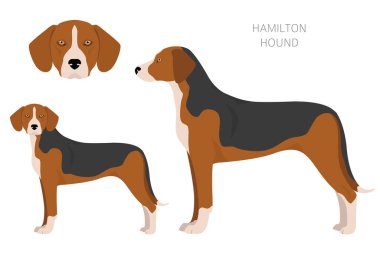 Hamilton av köpeği kırpması. Farklı pozlar, farklı renkler. Vektör illüstrasyonu