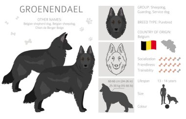 Groendael dağılımı. Farklı pozlar, farklı renkler. Vektör illüstrasyonu