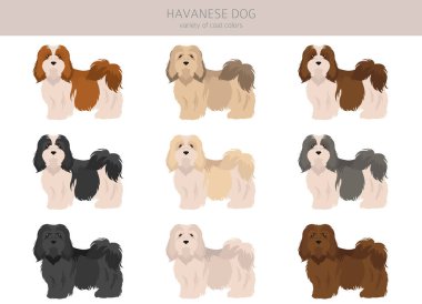 Havanalı köpek klipsi. Farklı pozlar, farklı renkler. Vektör illüstrasyonu