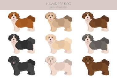 Havanalı köpek klipsi. Farklı pozlar, farklı renkler. Vektör illüstrasyonu