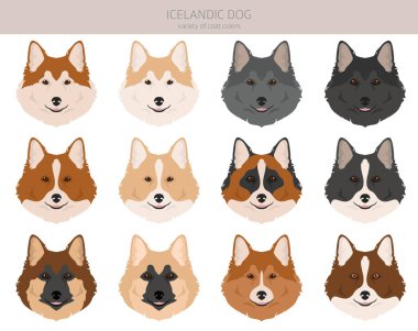 İzlanda köpek klipsi. Farklı pozlar, farklı renkler. Vektör illüstrasyonu