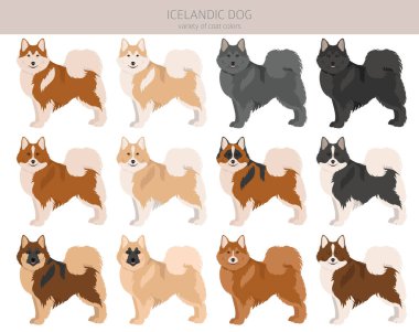 İzlanda köpek klipsi. Farklı pozlar, farklı renkler. Vektör illüstrasyonu