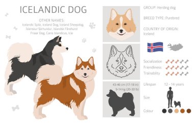 İzlanda köpek klipsi. Farklı pozlar, farklı renkler. Vektör illüstrasyonu