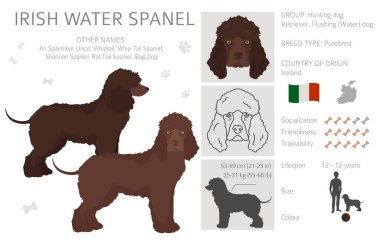İrlandalı su spanyeli Clipart. Farklı pozlar, farklı renkler. Vektör illüstrasyonu