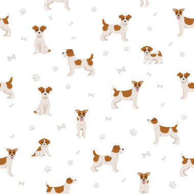 Jack Russel teriyeri farklı pozlarda ve paltosunun renkleri pürüzsüz. Yetişkin köpekler ve yavru köpekler. Vektör illüstrasyonu