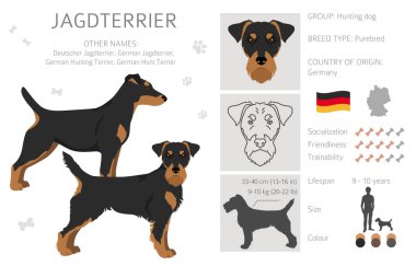 Jagdterrier dağılımı. Farklı pozlar, farklı renkler. Vektör illüstrasyonu
