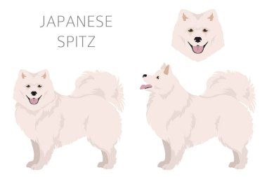 Japon spitz clipart. Farklı pozlar, farklı renkler. Vektör illüstrasyonu