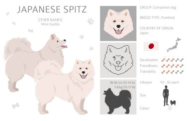 Japon spitz clipart. Farklı pozlar, farklı renkler. Vektör illüstrasyonu