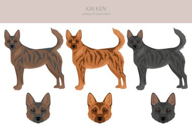Kai Ken clipart. Farklı pozlar, farklı renkler. Vektör illüstrasyonu
