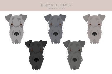 Kerry Blue Terrier klibi. Farklı pozlar, farklı renkler. Vektör illüstrasyonu