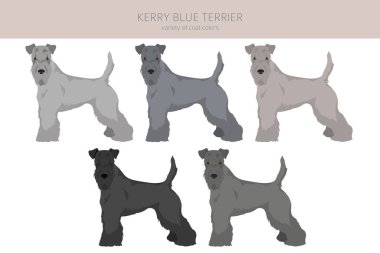 Kerry Blue Terrier klibi. Farklı pozlar, farklı renkler. Vektör illüstrasyonu