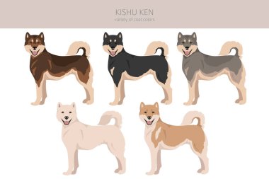 Kishu Ken clipart. Farklı pozlar, farklı renkler. Vektör illüstrasyonu