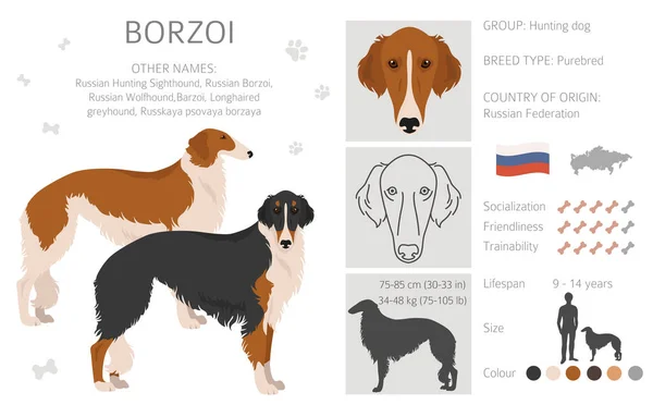 Russo Caça Sighthound Borzoi Clipart Diferentes Cores Casaco Poses Set — Vetor de Stock