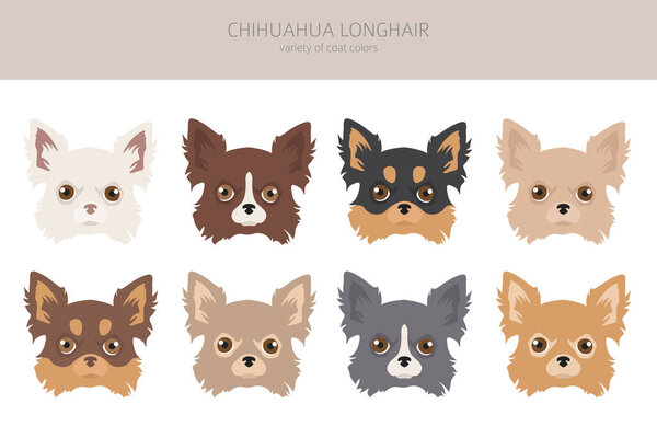 Chihuahua dogs clipart. Different coat color.  Vector illustration