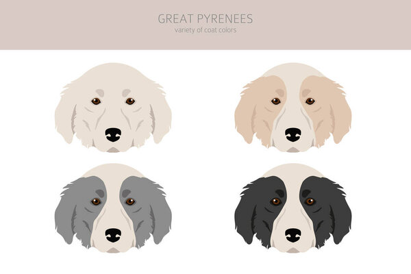 Great Pyrenees clipart. Different poses, coat colors set.  Vector illustration