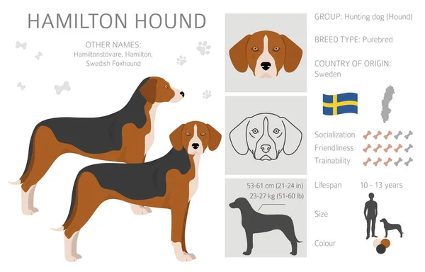 Clipart Hamilton Hound Distintas Poses Colores Del Abrigo Establecidos Ilustración — Vector de stock