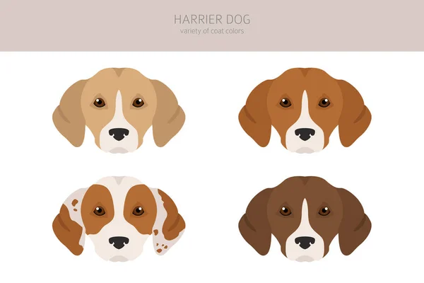 Clipart Cão Harrier Poses Diferentes Conjunto Cores Casaco Ilustração Vetorial —  Vetores de Stock