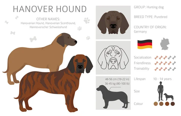 Clipart Hanover Hound Pose Yang Berbeda Warna Mantel Ditetapkan Ilustrasi - Stok Vektor