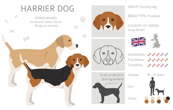 Weiherhund Cliparts Verschiedene Posen Festgelegte Fellfarben Vektorillustration — Stockvektor