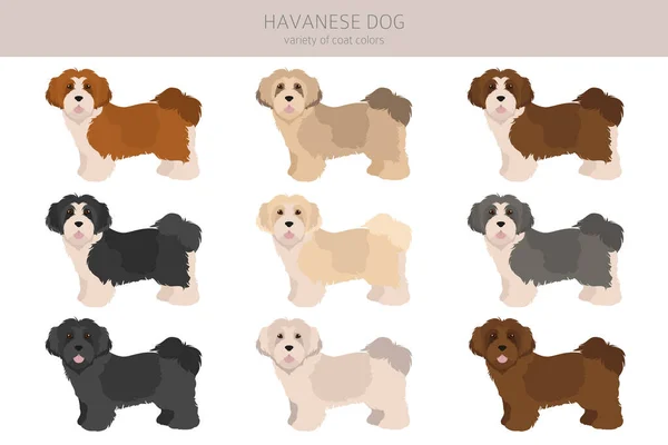 Havanesische Hundeklappe Verschiedene Posen Festgelegte Fellfarben Vektorillustration — Stockvektor