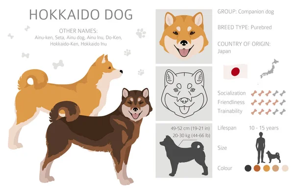 Hokkaido Dog Ainu Dog Clipart Farklı Pozlar Farklı Renkler Vektör — Stok Vektör