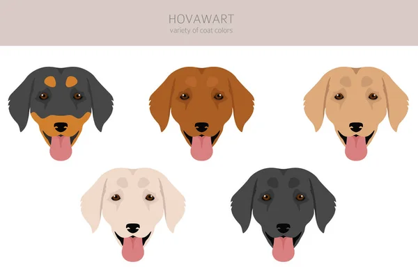 Hovawart Perro Clipart Distintas Poses Colores Del Abrigo Establecidos Ilustración — Archivo Imágenes Vectoriales