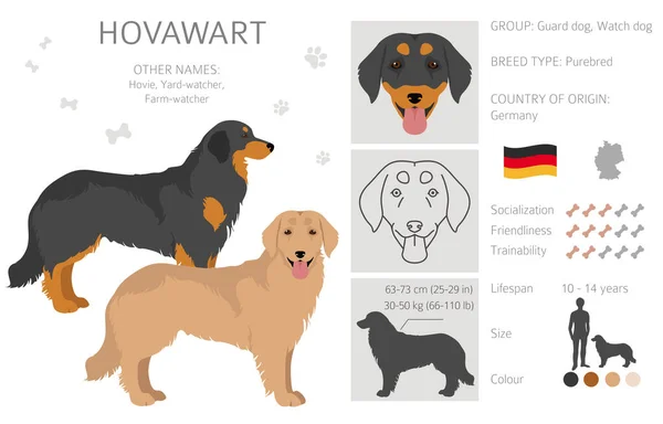Hovawart Dog Clipart Different Poses Coat Colors Set Vector Illustration — Stock Vector