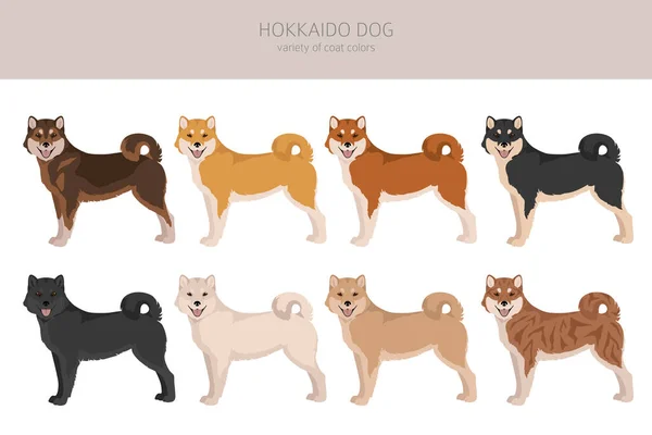 Cão Hokkaido Clipart Cão Ainu Poses Diferentes Conjunto Cores Casaco —  Vetores de Stock