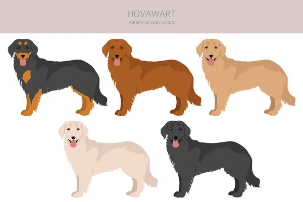 Pies Hovawart Kliparty Różne Pozy Zestaw Kolorów Płaszcza Ilustracja Wektora — Wektor stockowy