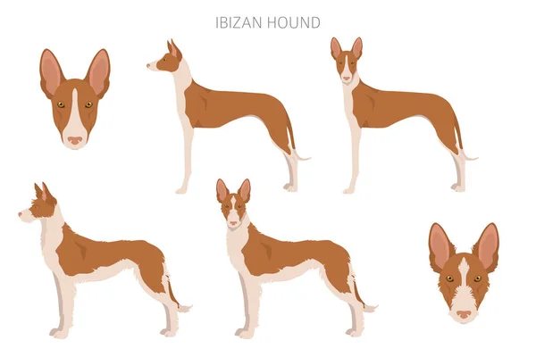 Der Ibizenkische Jagdhund Clipart Verschiedene Posen Festgelegte Fellfarben Vektorillustration — Stockvektor