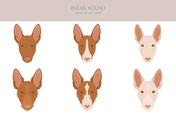 Ibizan Hound Clipart Різні Пози Кольорові Фарби Приклад Вектора — стоковий вектор
