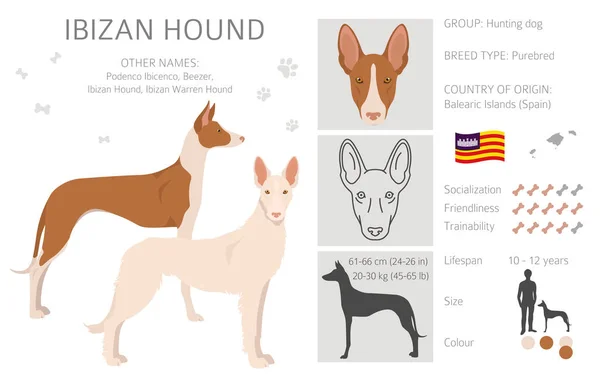 イビザの猟犬隊 異なるポーズ コートの色を設定します ベクターイラスト — ストックベクタ