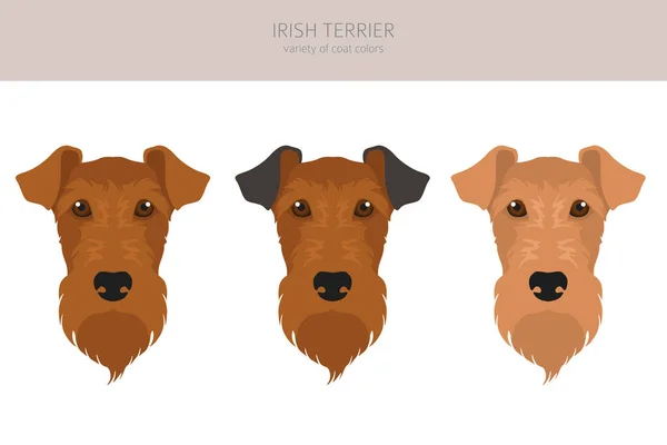 Irish Terrier Cliparts Verschiedene Posen Festgelegte Fellfarben Vektorillustration — Stockvektor