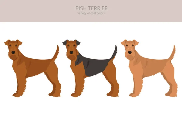 Clipart Terrier Irlandês Poses Diferentes Conjunto Cores Casaco Ilustração Vetorial — Vetor de Stock